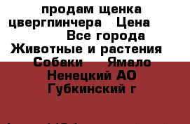 продам щенка цвергпинчера › Цена ­ 15 000 - Все города Животные и растения » Собаки   . Ямало-Ненецкий АО,Губкинский г.